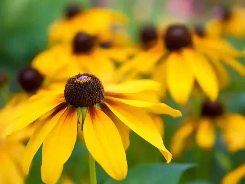 Black-Eyed Susan (Rudbeckia hirta)