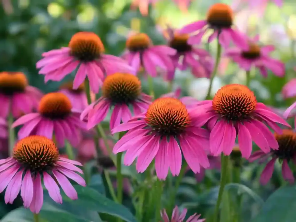 Coneflower (Echinacea)