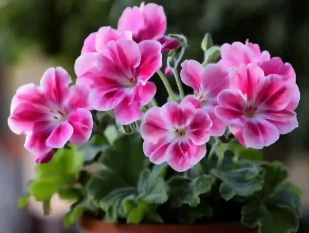 Geraniums (Pelargonium)