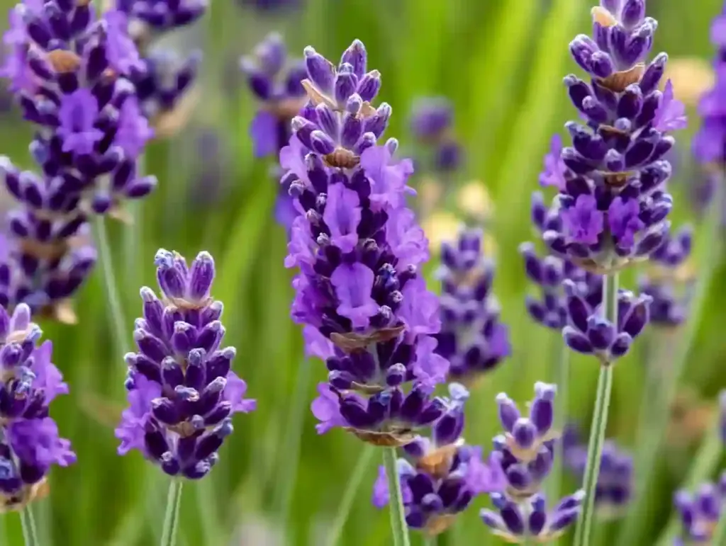 Lavender (Lavandula)