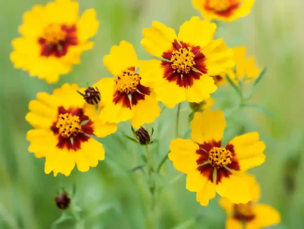 Coreopsis