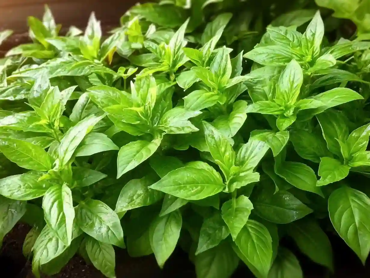 Healthy basil plant growing in a sunny garden bed, with bushy green leaves ready for harvest in summer.