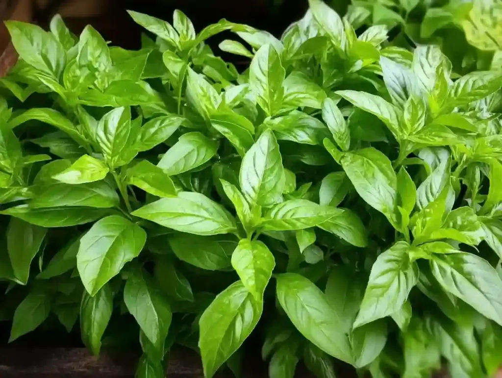 Close-up of hands pruning basil by pinching above a leaf node to encourage fuller, bushier plant growth.