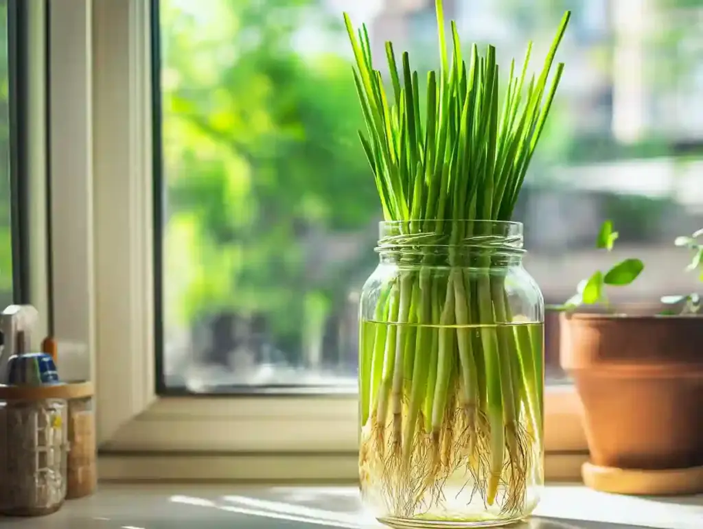 Fresh lemongrass stalks soaking in a glass jar of water on a windowsill, with roots starting to grow.