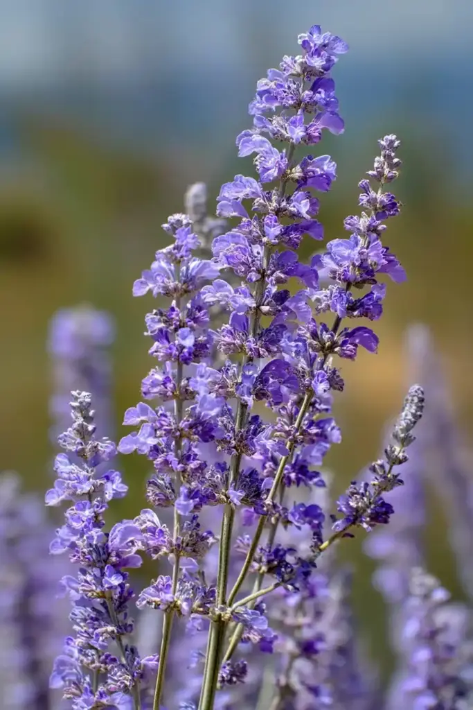 Russian Sage