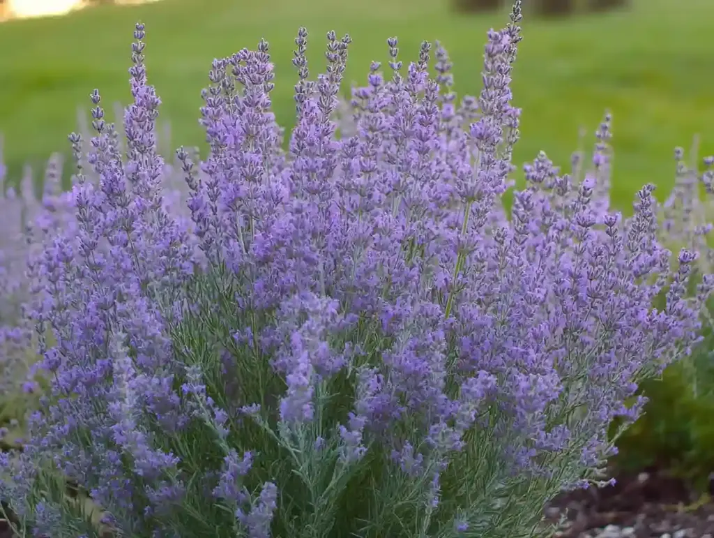Gardener’s hands using pruning shears to trim back woody stems of Russian Sage in early spring, encouraging bushier growth and healthier flowering.