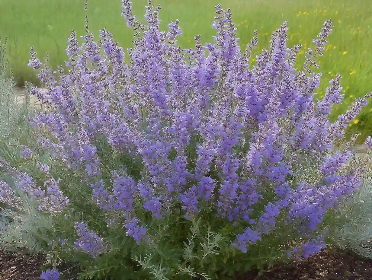 Russian Sage plants in full bloom with tall, lavender-blue flower spikes and silvery foliage, growing in a sunlit garden bed alongside ornamental grasses.