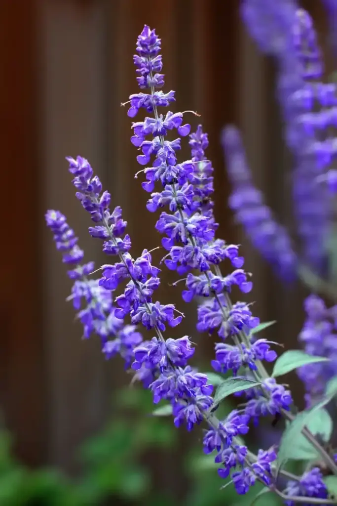 Russian Sage