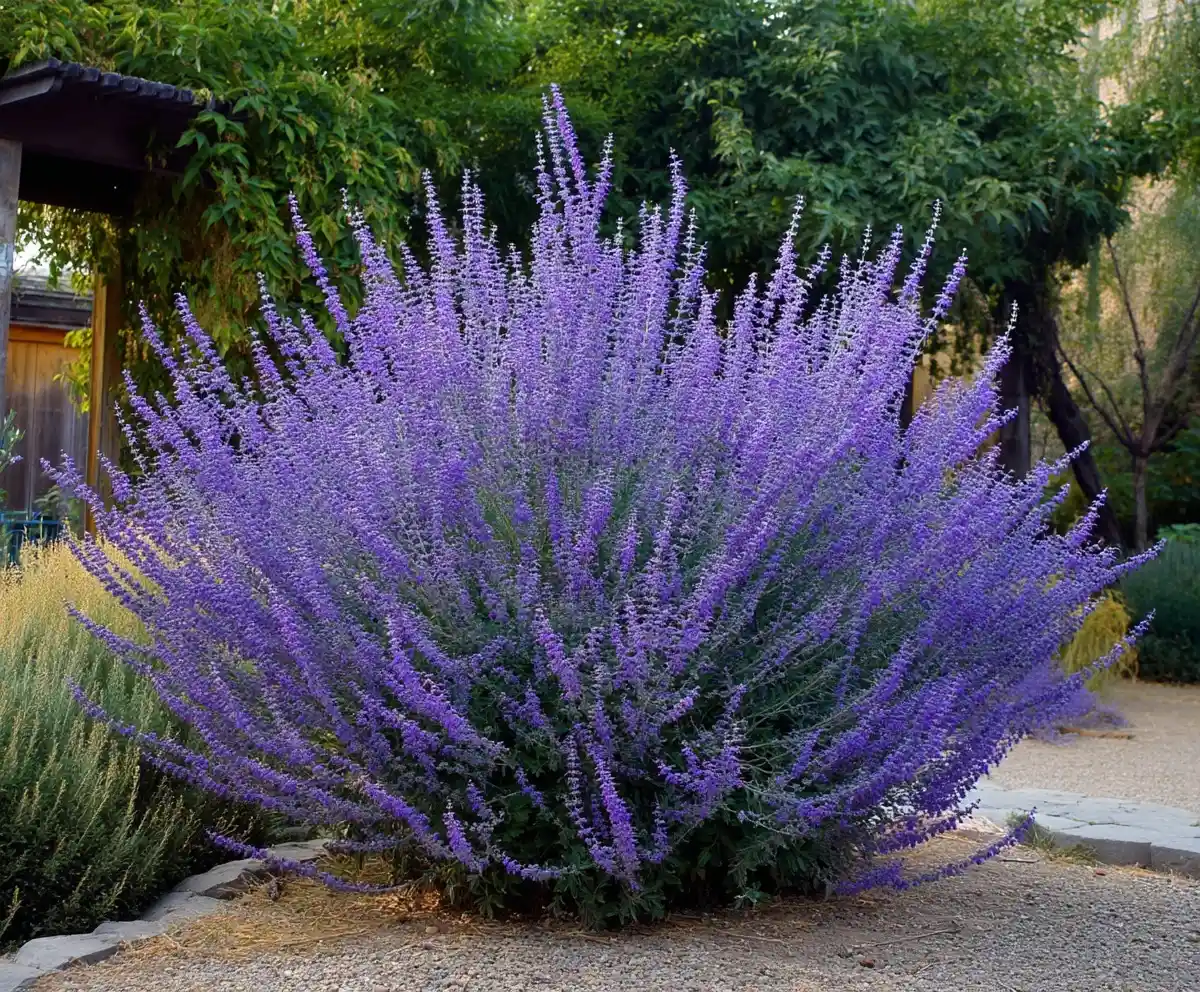 Russian Sage