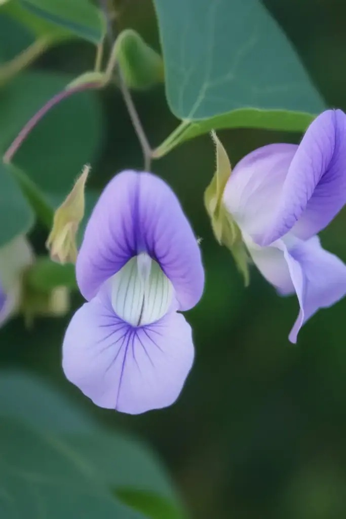 How to Grow and Care for Spurred Butterfly Pea