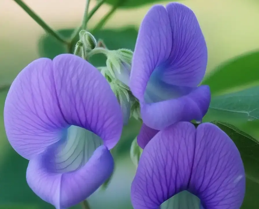 How to Grow and Care for Spurred Butterfly Pea: A Friendly Guide for Gardeners