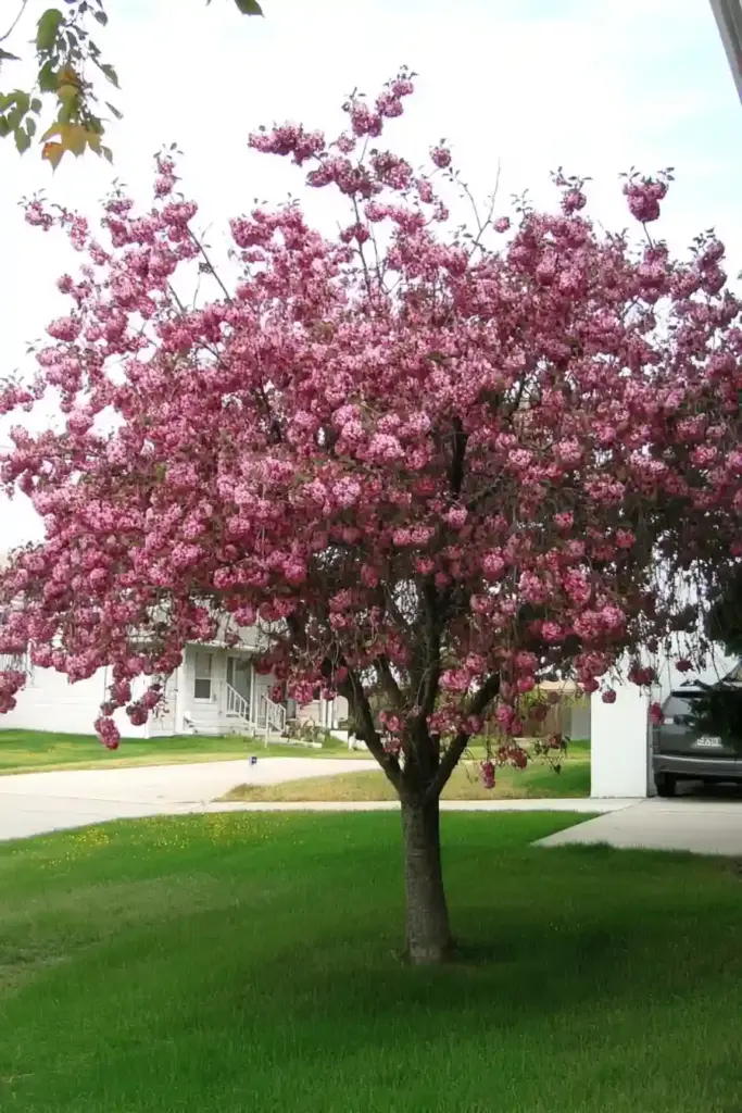 🍎 8. Crabapple – Beauty with Bonus Wildlife Appeal