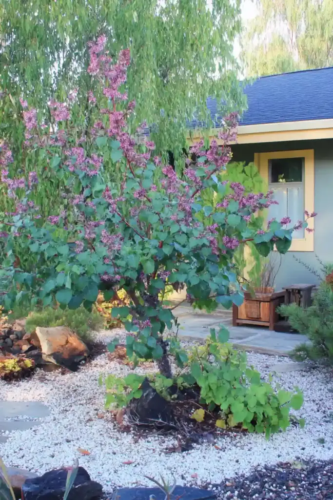 💜 6. Redbud – A Heartwarming Spring Surprise