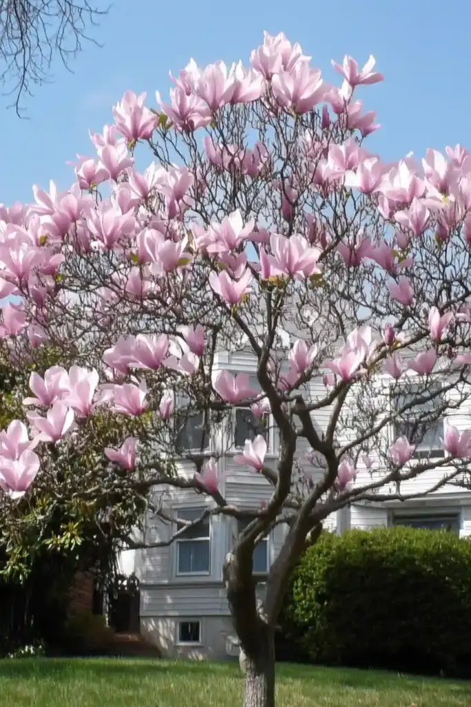 🌼 7. Magnolia – The Southern Showstopper