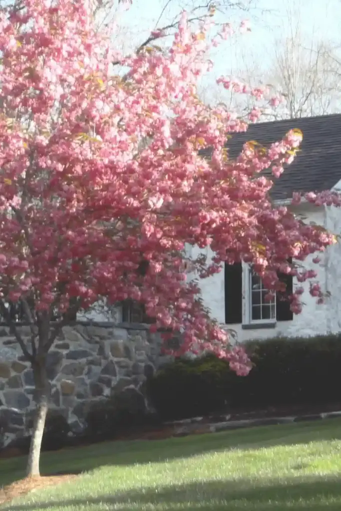 🌸 5. Flowering Cherry – Spring’s Prettiest Performer