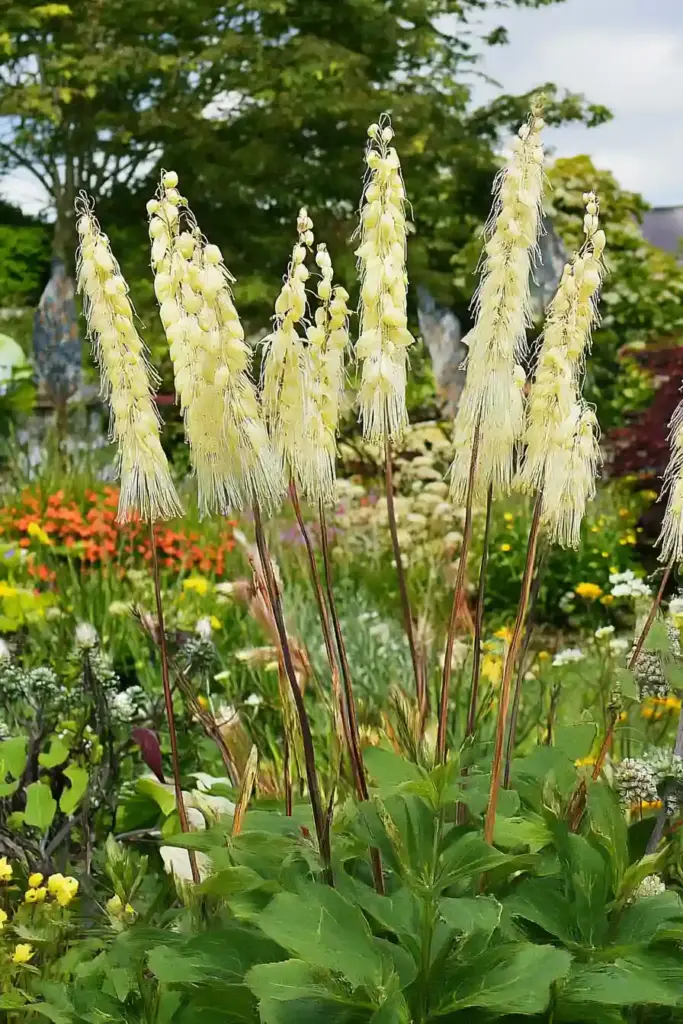 🌾 8. Bugbanes (Cimicifuga or Actaea)
