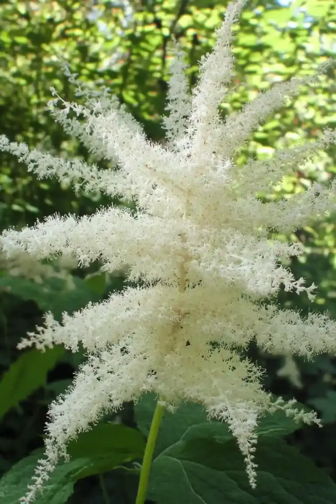 🌿 9. Goat’s Beard (Aruncus dioicus)