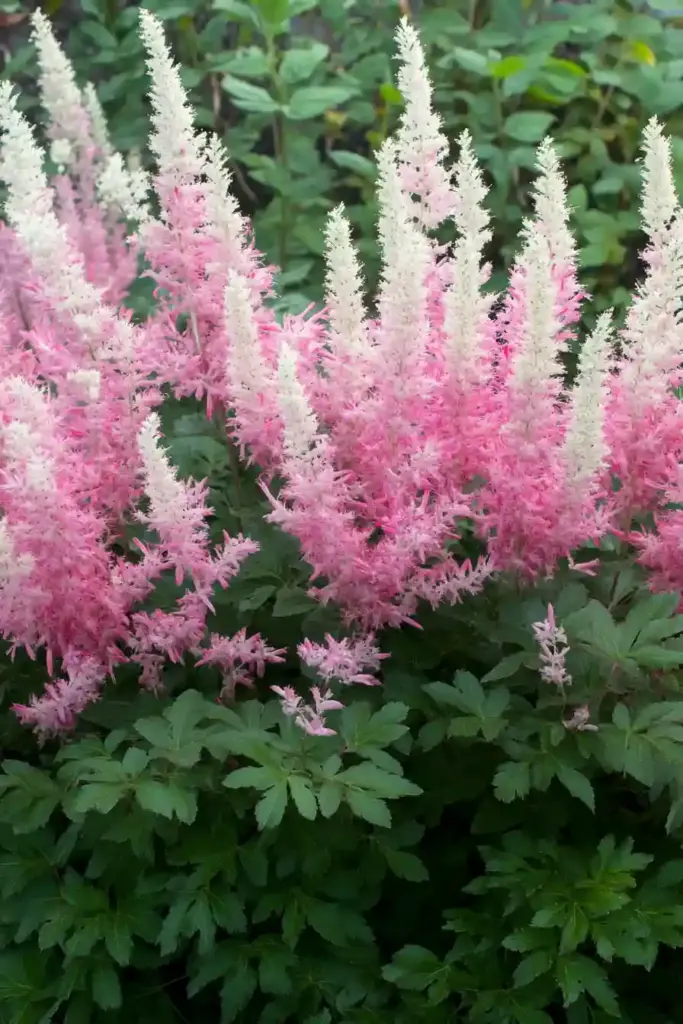 🌺 2. Astilbe