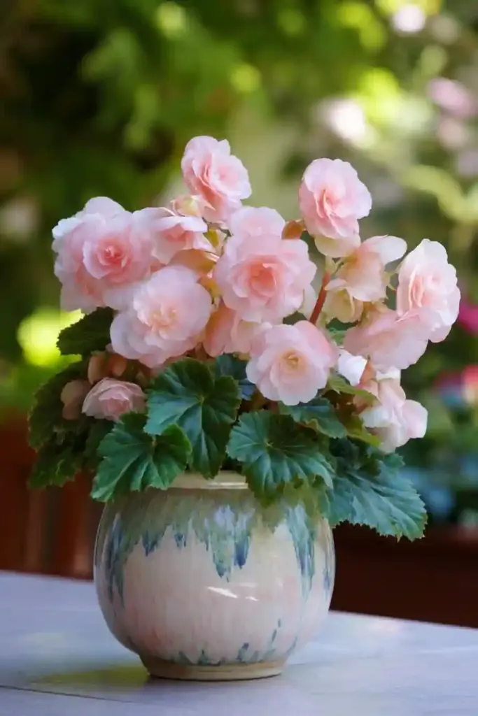 Begonias