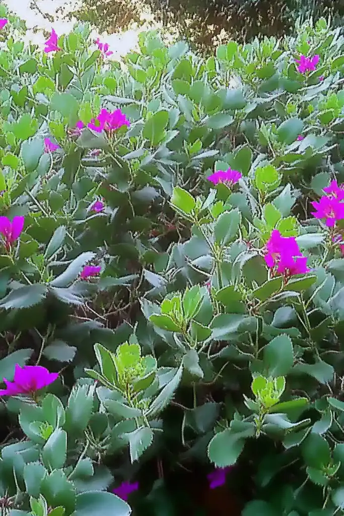 5. Texas Sage (Leucophyllum frutescens)