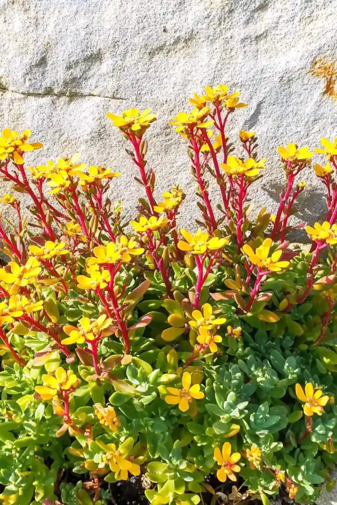 10. Stonecrop (Sedum spp.)