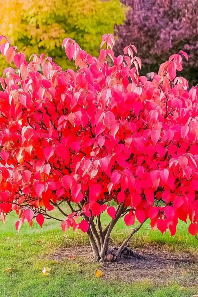 2. Burning Bush (Euonymus alatus)