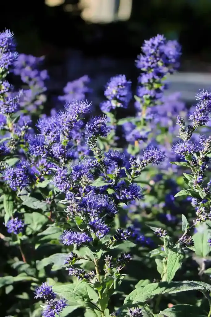 1. Blue Mist Spirea (Caryopteris)