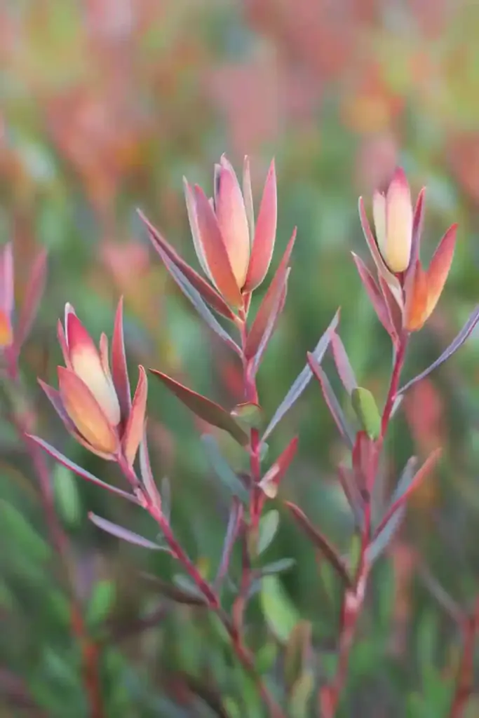 6. Safari Sunset Conebush (Leucadendron 'Safari Sunset')