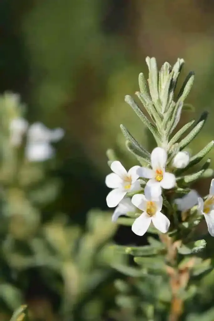 7. Coast Rosemary (Westringia fruticosa 'Variegata')