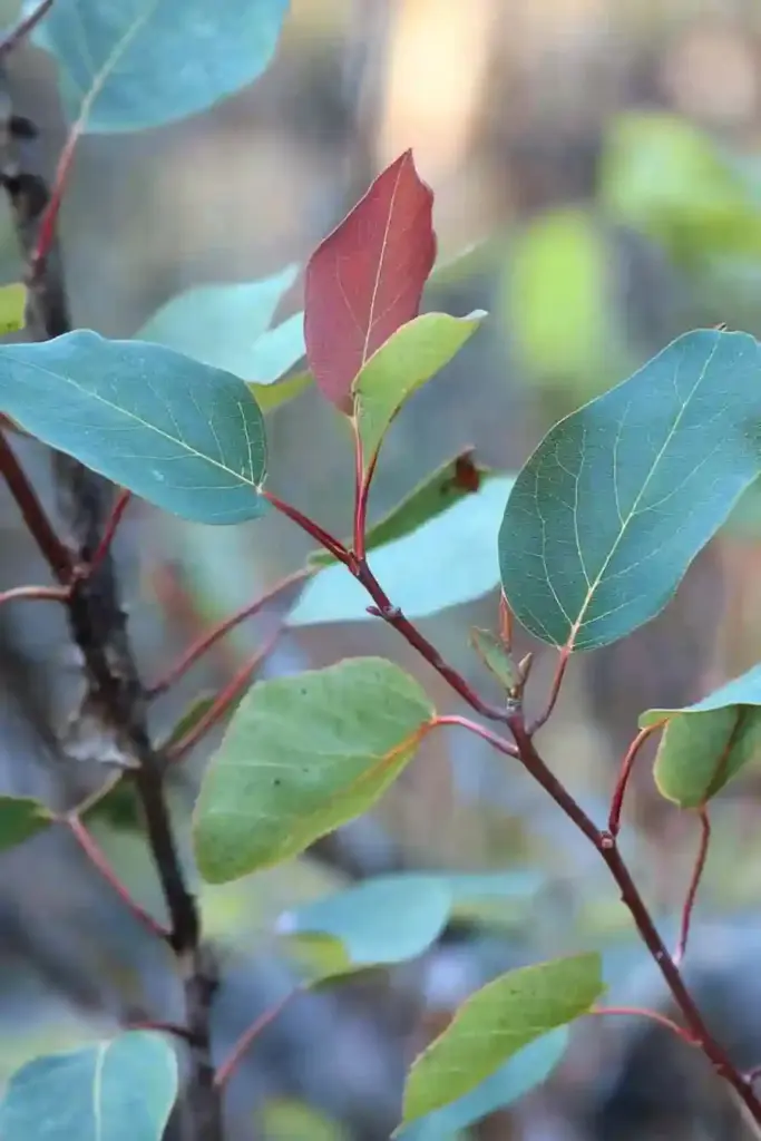 9. Sugar Bush (Rhus ovata)