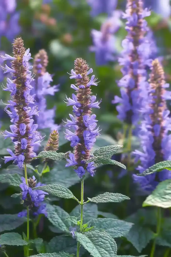 8. Anise Hyssop (Agastache foeniculum)