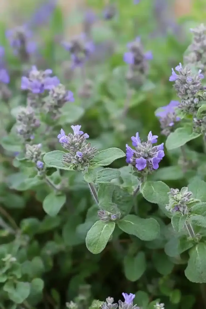 11. Catnip (Nepeta spp.)