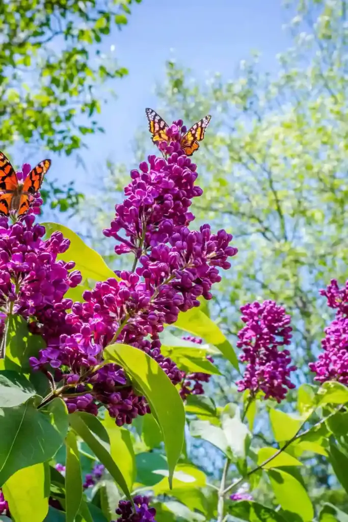 3. Butterfly Bush (Buddleja)