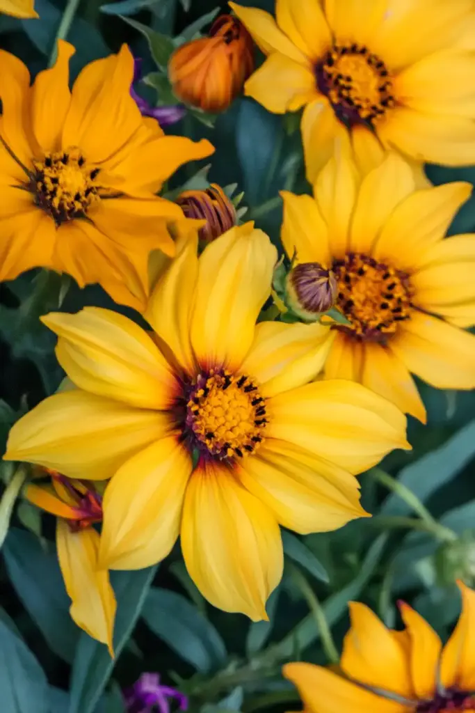 🌼 Coreopsis: Sunshine in Flower Form
