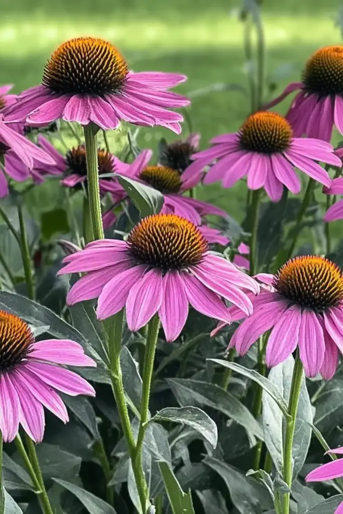 🌻 Coneflowers (Echinacea): A Pollinator’s Paradise
