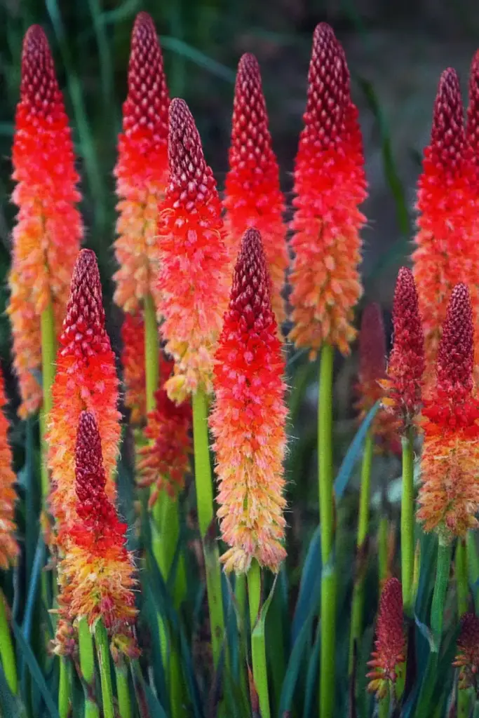 🔥 Red Hot Pokers (Kniphofia): Dramatic Spikes with a Tropical Twist
