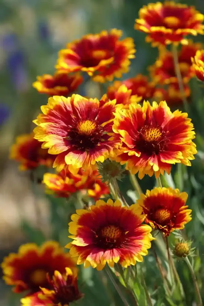 Blanket Flower (Gaillardia)