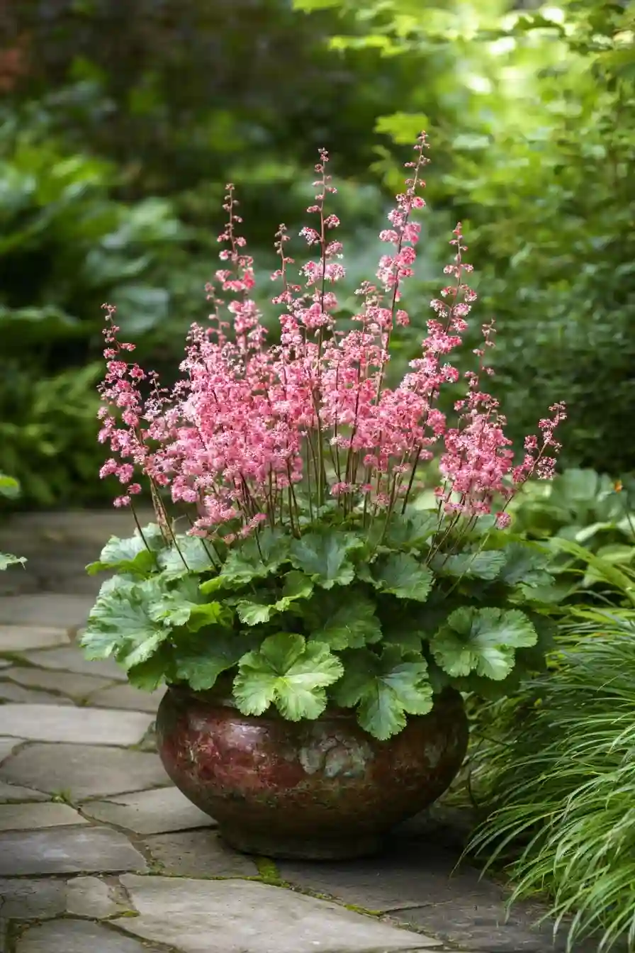 Heucheras 