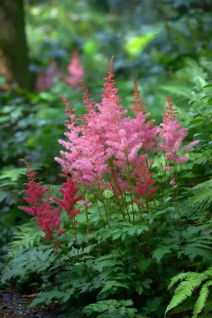 Astilbe