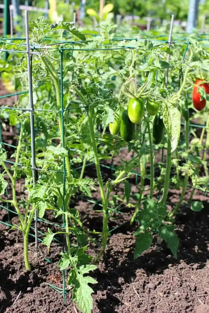 15. Tomato Cage Trellis for Cucumbers