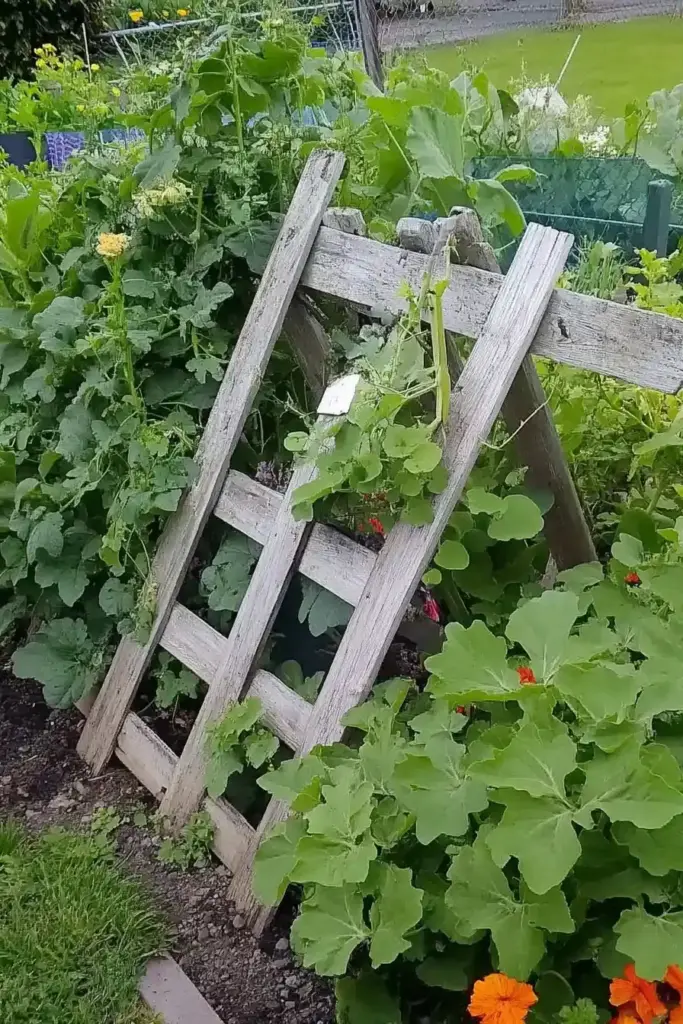 16. A-Framed Pallet Cucumber Trellis