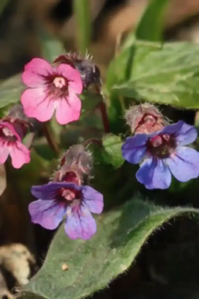 ✨ 15. Pulmonaria (Lungwort) — Spotty Leaves, Changing Blooms