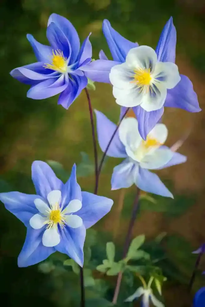 🐦 6. Columbine (Aquilegia) — The Whimsical Hummingbird Magnet