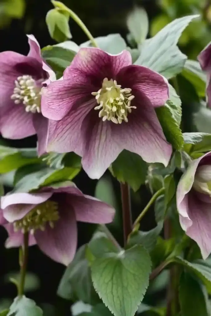 ❄️ 5. Hellebores (Lenten Rose) — Winter’s Early Bloomer
