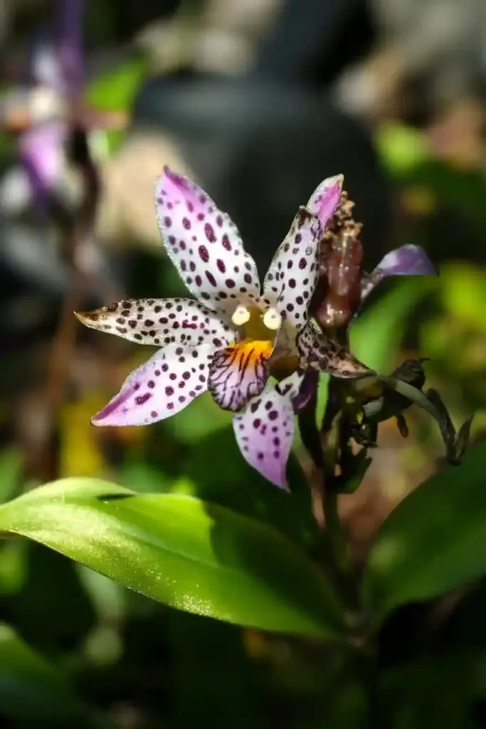 🌺 7. Toad Lily (Tricyrtis) — The Exotic Showstopper