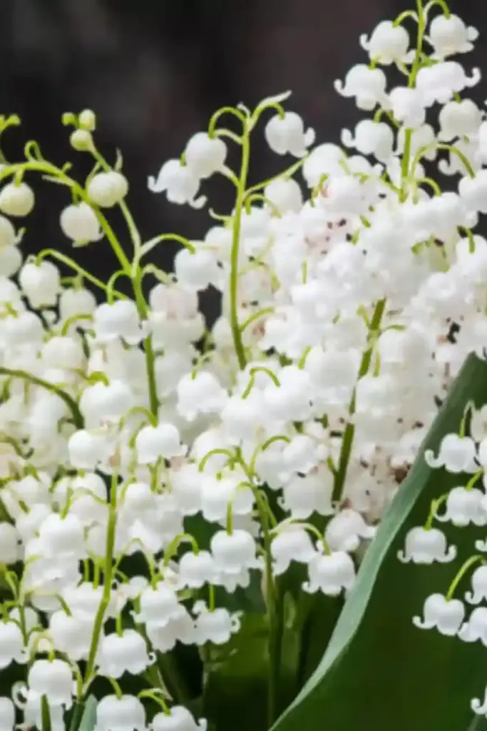 🌼 10. Lily of the Valley — Tiny Bells, Big Fragrance