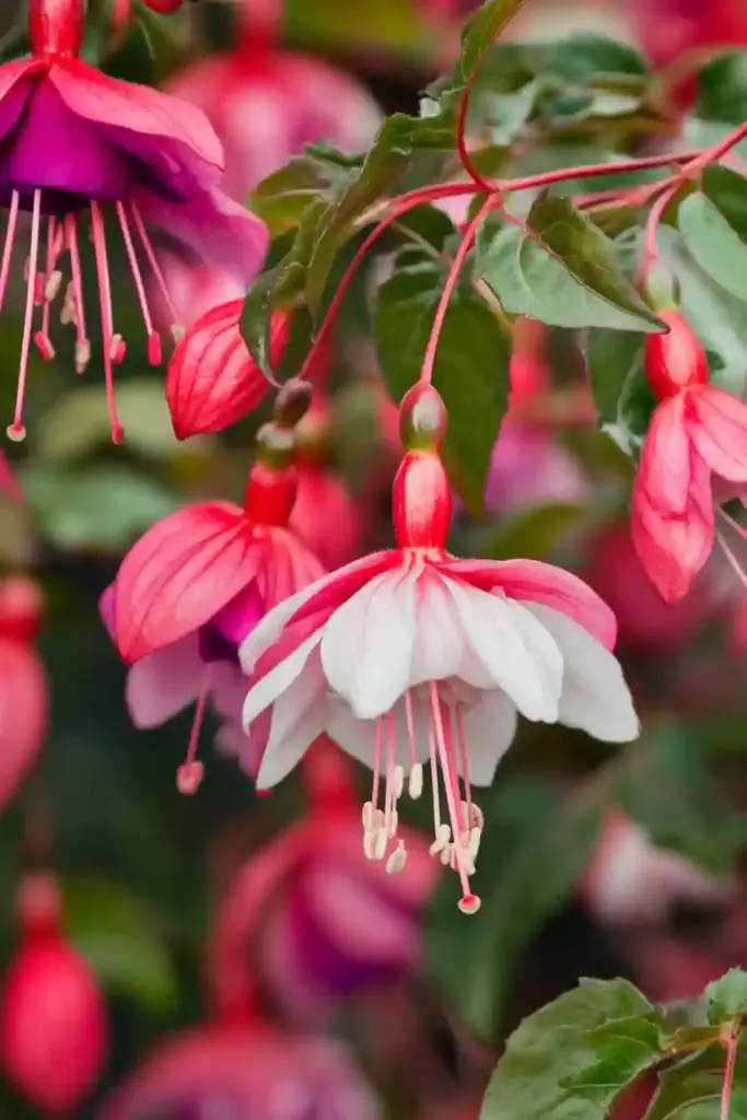 💫 12. Fuchsia — The Elegant Hummingbird Favorite
