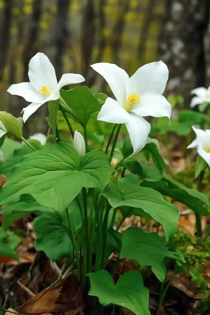 🌿 14. Trillium — A Woodland Garden Treasure