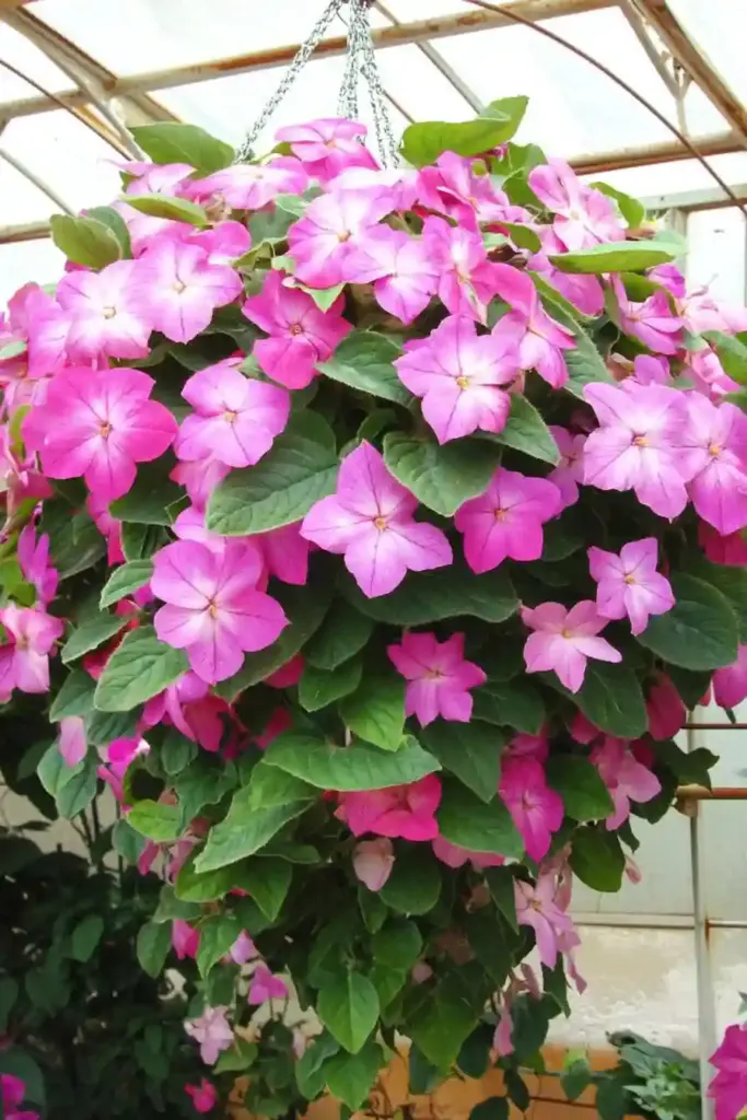 🌸 1. Impatiens — Vibrant, Low-Maintenance Color