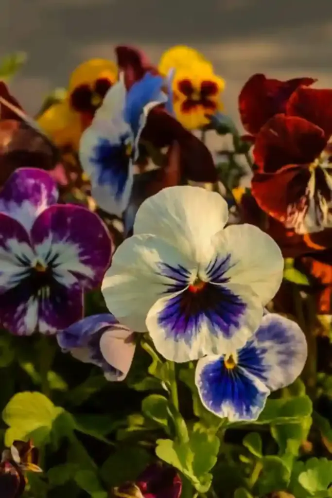 😊 13. Viola — Cheerful Color in Compact Form